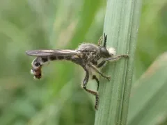 Dicolonus simplex thumbnail 4