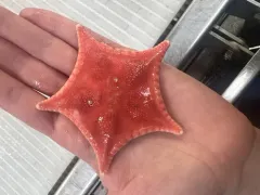 Ceramaster granularis thumbnail 4
