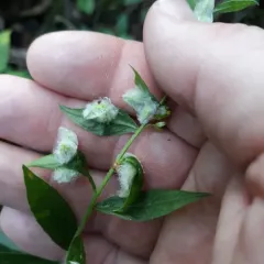 Rhopalomyia clarkei thumbnail 2