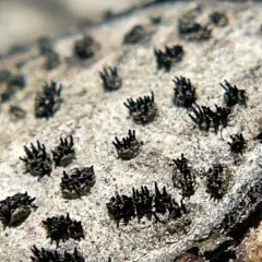 Peroneutypa scoparia thumbnail 3
