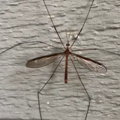 Tipula sayi thumbnail 2