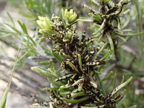 Puccinia grindeliae