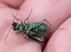 Sagebrush Tiger Beetle thumbnail 4