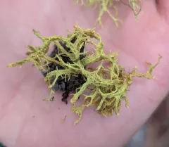 Letharia lupina thumbnail 4