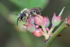 Forbes' Mining Bee thumbnail 2