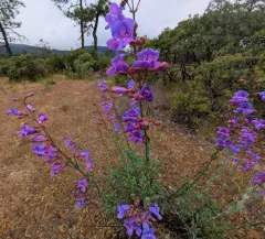 Azure Penstemon thumbnail 3