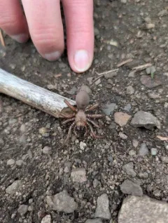 Antrodiaetus hageni thumbnail 3