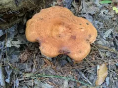 Peck's milky cap thumbnail 3