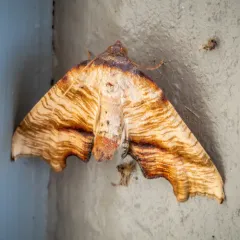 Fervid Plagodis Moth thumbnail 4