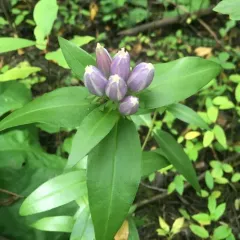 closed bottle gentian thumbnail 3
