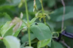 Minettia longipennis thumbnail 2
