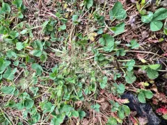suffocated clover thumbnail 4