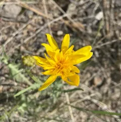 Western Hawksbeard thumbnail 3