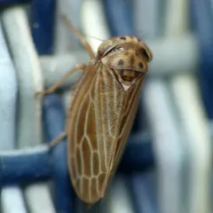 Four-spotted Clover Leafhopper thumbnail 2