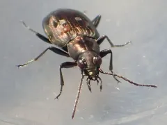Bembidion levettei thumbnail 2