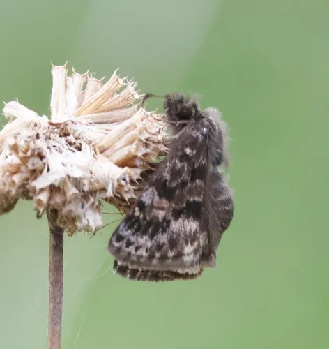Mottled Duskywing