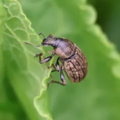 Ground Weevil thumbnail 2