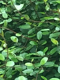 Asiatic jasmine thumbnail 3
