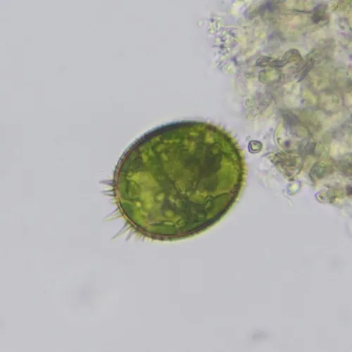 Trachelomonas armata