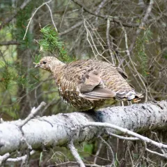 Spruce Grouse thumbnail 3
