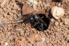 Anoplius tenebrosus thumbnail 2