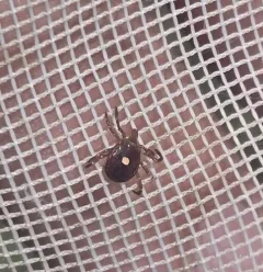 Lone Star Tick thumbnail 3
