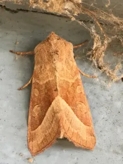 Hydraecia obliqua thumbnail 2