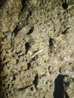 Plumatyla humerosa thumbnail 2