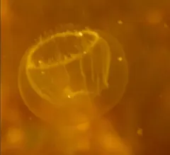 Halopsis ocellata thumbnail 4