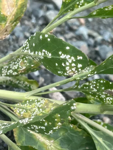 Albugo lepidii