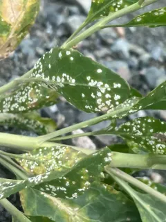 Albugo lepidii thumbnail 1