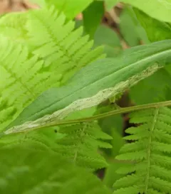 Phytomyza solidaginophaga thumbnail 4
