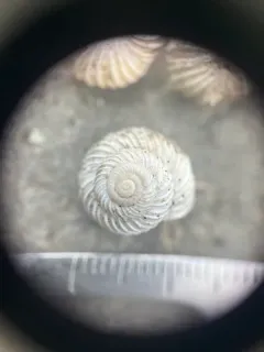 Costate Mountainsnail thumbnail 3