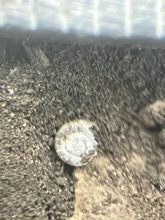 Small Spot thumbnail 2