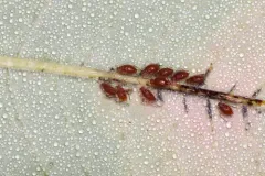 Sumac-Grass Aphid thumbnail 2
