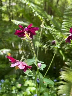 Dark Columbine thumbnail 3
