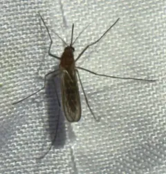 White-dotted Mosquito thumbnail 3