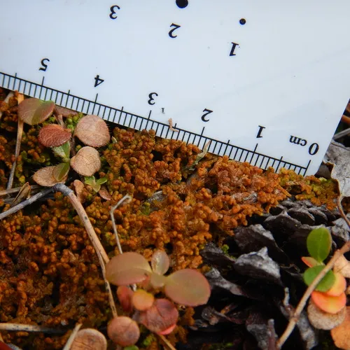 Northern Naugehyde Liverwort