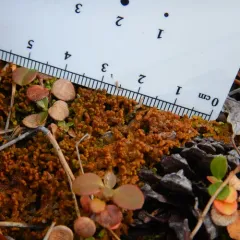 Northern Naugehyde Liverwort thumbnail 1