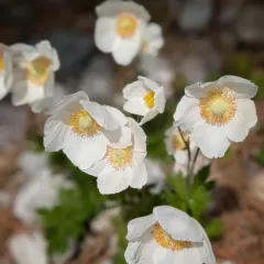 Snowdrop Anemone thumbnail 4