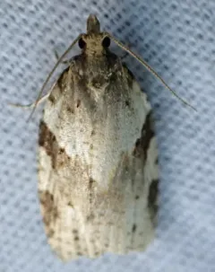Cyclamen Tortrix thumbnail 4