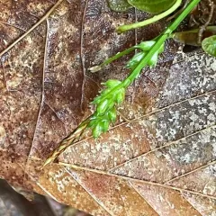 fibrous-rooted sedge thumbnail 4