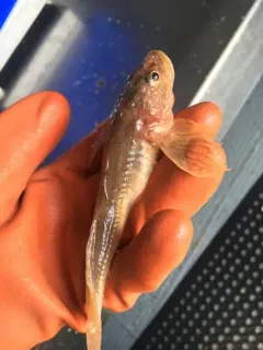 Deepwater Sculpin thumbnail 4