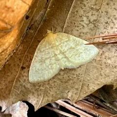 False Yellow-dusted Cream thumbnail 1