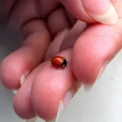 California Lady Beetle thumbnail 3