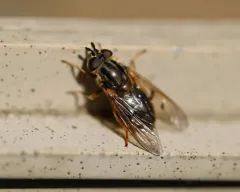 Common Copperback thumbnail 2