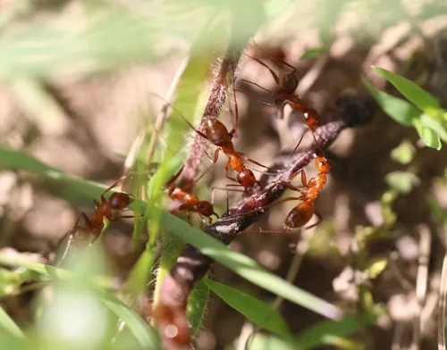 Wily Field Ant
