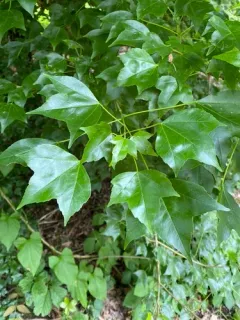 Trident maple thumbnail 2