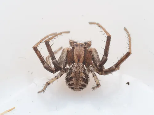 Xysticus californicus