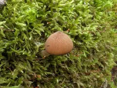 Psathyrella septentrionalis thumbnail 3